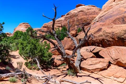 Dry tree against the background of an Eroded landscape, Arches National Par.. Stock Photos