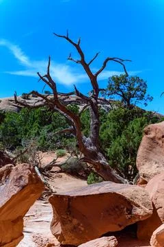 Dry tree against the background of an Eroded landscape, Arches National Par.. Stock Photos