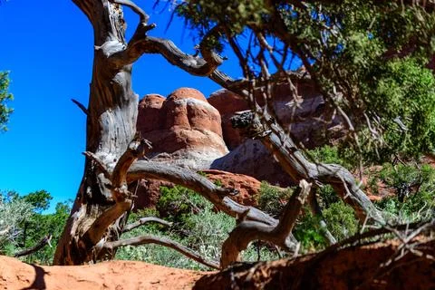 Dry tree against the background of an Eroded landscape, Arches National Par.. Stock Photos