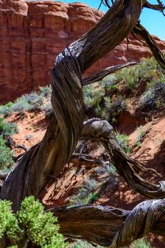 Dry tree against the background of an Eroded landscape, Arches National Par.. 스톡 사진