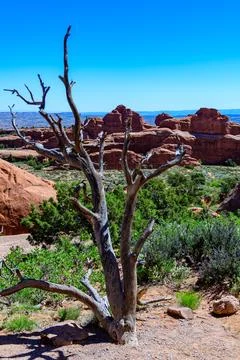 Dry tree against the background of an Eroded landscape, Arches National Par.. Fotos Stock