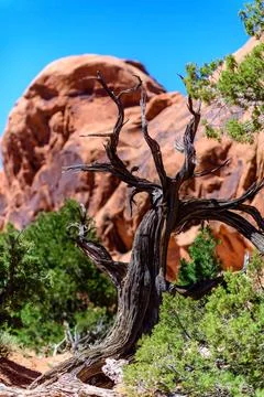 Dry tree against the background of an Eroded landscape, Arches National Park, Mo Stock Photos