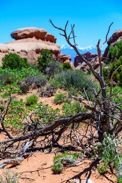 Dry tree against the background of an Eroded landscape, Arches National Park Stock Photos
