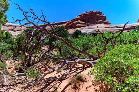 Dry tree against the background of an Eroded landscape, Arches National Park Stock Photos