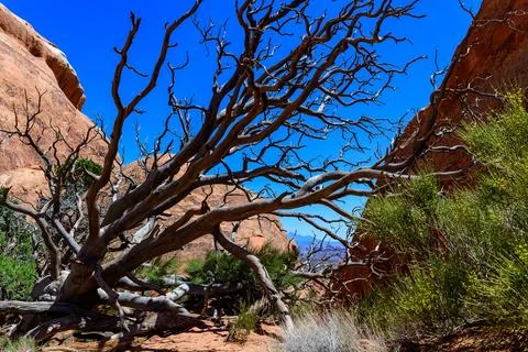 Dry tree against the background of an Eroded landscape, Arches National Park Stock Photos