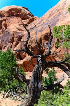 Dry tree against the background of an Eroded landscape, Arches National Park Stock-Fotos