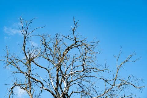 Dry tree against the background of the summer blue sky with clouds. The conce Stock Photos