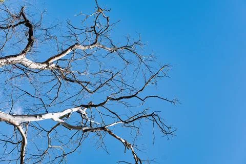 Dry tree against the background of the summer blue sky with clouds. The conce Stock Photos