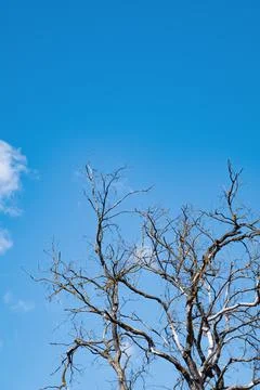 Dry tree against the background of the summer blue sky with clouds. The conce Stock Photos