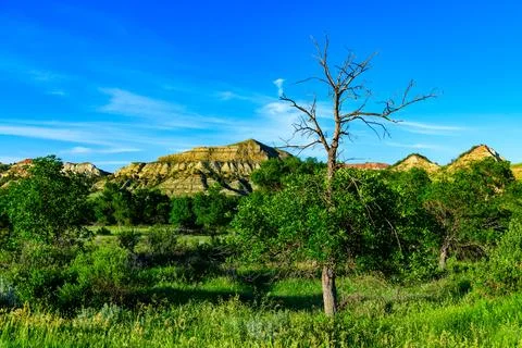 Dry tree against a background of vegetation and layered erosional geologica.. Stock-Fotos