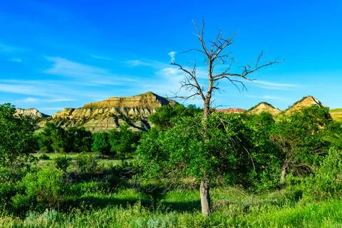 Dry tree against a background of vegetation and layered erosional geologica.. Stock Photos