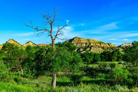 Dry tree against a background of vegetation and layered erosional geologica.. Foto stock