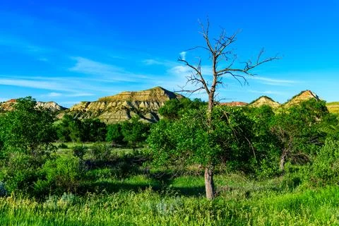 Dry tree against a background of vegetation and layered erosional geologica.. Foto stock
