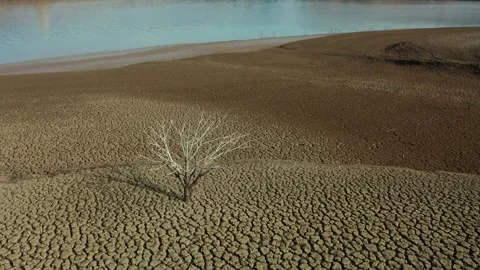 Dry tree with all the ground cracked Stock Footage 304999149