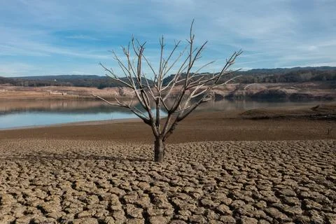 Dry tree with all the ground cracked Stock Photos
