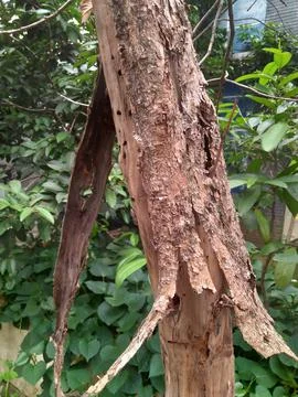 Dry tree that is almost dead Stock Photos