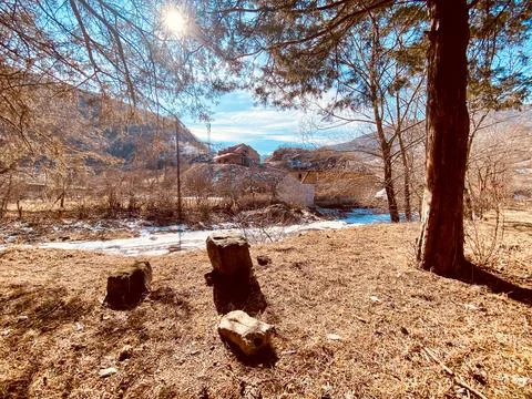 Dry tree alone in riverside Foto stock