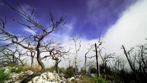 Dry tree and clouds Vídeo Stock 72325239