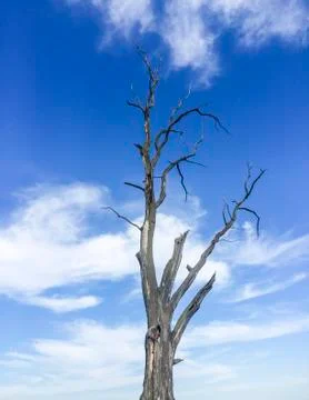 Dry tree on a background of the blue sky Stock Photos