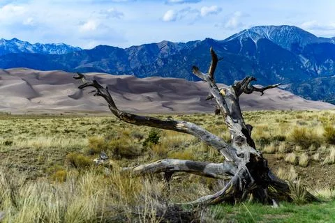 Dry tree on the background of the Great Sand Dunes, Colorado, USA 写真素材