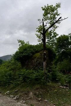 A dry tree on the background of mountains and cloudy sky, Georgia Stock Photos