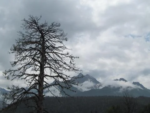 Dry tree on the background of mountains Stockfoto's