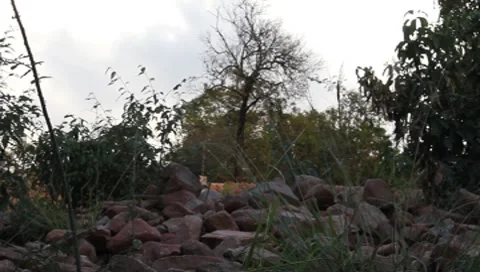 Dry Tree in Background with Rocks (HD) Stock Footage 7131422