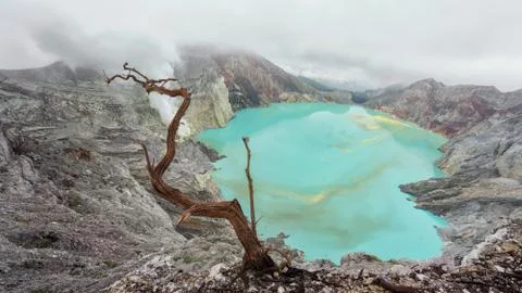 Dry tree on background of volcano ijen sulphuric acid lake Indonesia Illustrazione stock