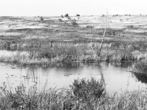 Dry tree at backwater background Stock Photos