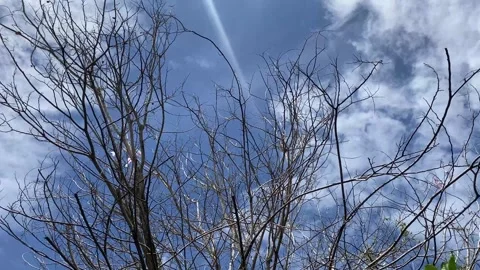 Dry tree with bare branches under a bright blue sky and dramatic white clouds Stock Footage 318180504
