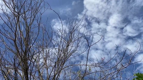 Dry tree with bare branches under a bright blue sky and dramatic white clouds Stock Footage 318180512