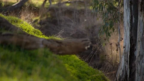 Dry tree bark and leaves in the forest Stock Footage 94884403