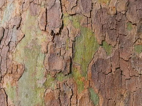 Dry-tree-bark-texture-1 Stock Photos