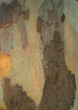 Dry-tree-bark-texture-10 Stock Photos