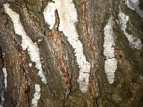 Dry-tree-bark-texture-12 Stock Photos