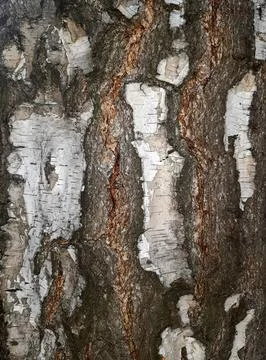 Dry-tree-bark-texture-13 Stock Photos