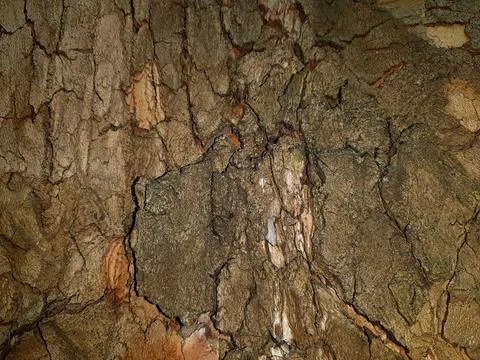 Dry-tree-bark-texture-2 Stock Photos