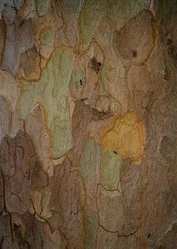 Dry-tree-bark-texture-4 Stock Photos