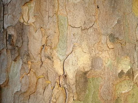 Dry-tree-bark-texture-5 Stock Photos