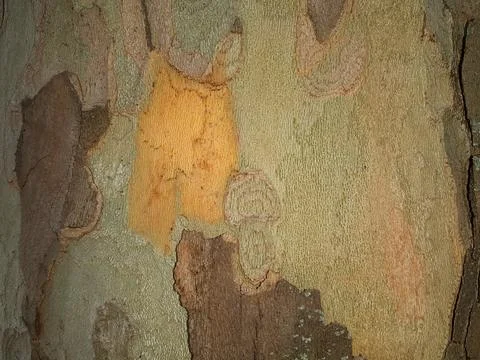Dry-tree-bark-texture-6 Stock Photos