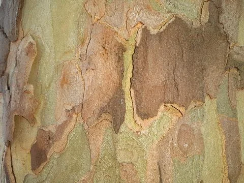 Dry-tree-bark-texture-7 Stock Photos