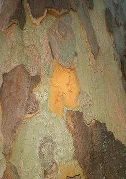 Dry-tree-bark-texture-8 Stock Photos
