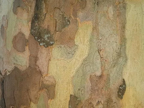 Dry-tree-bark-texture-9 Stock Photos