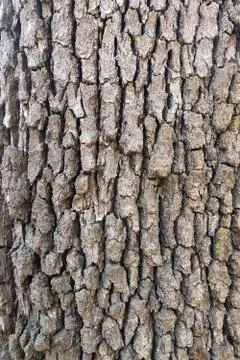 Dry tree bark texture and background, nature concept. Stock-Fotos