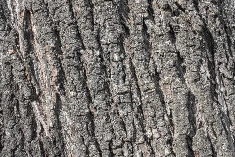 Dry tree bark texture and background, nature concept Stock Photos