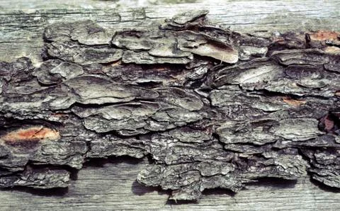 Dry tree bark texture and background, nature concept Stock Photos