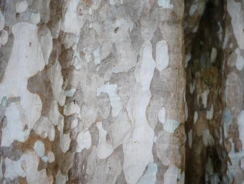 Dry tree bark texture and background, nature concept, Tree bark texture Stock Photos