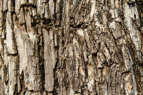Dry tree bark texture background Фото