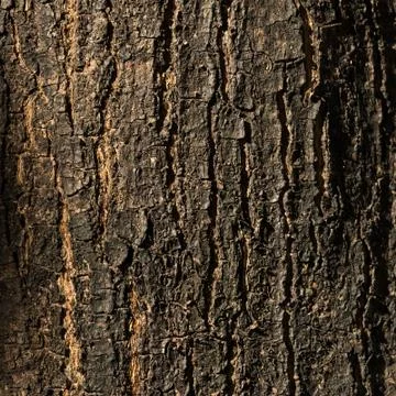 Dry tree bark texture background, closeup 스톡 사진