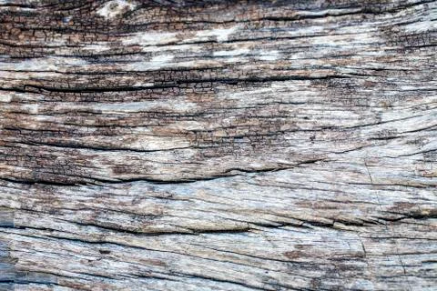 Dry tree bark texture background Stock Photos